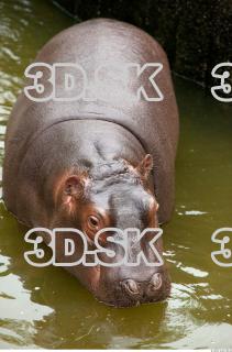 Hippo baby 0056